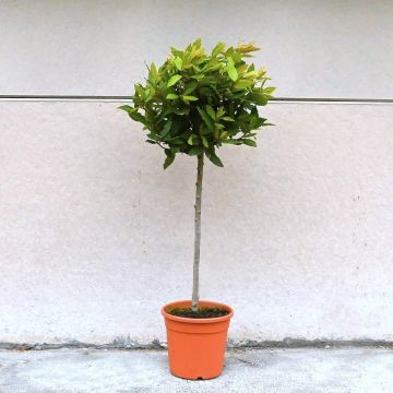 Bay Laurel Topiary Standard 30/40cm Head
