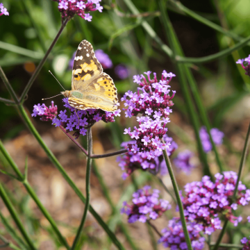 Verbena bonariensis Lollipop