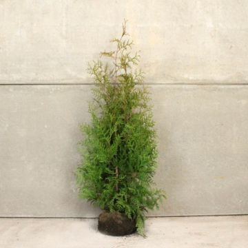 Western Red Cedar 125/150cm Root ball 