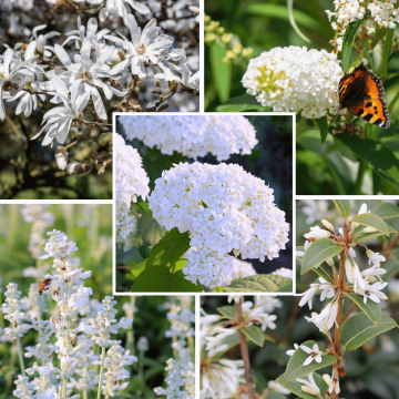 Whimiscal Whites Garden Plant Collection 2/3L Pot x 8
