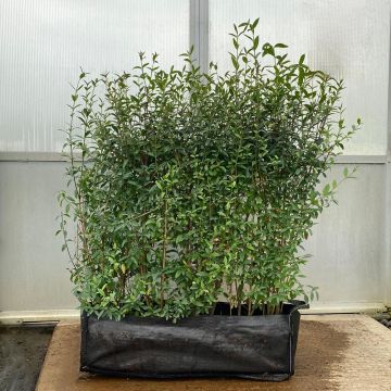 Wild Privet 80/100cm 53L Instant Hedging Trough