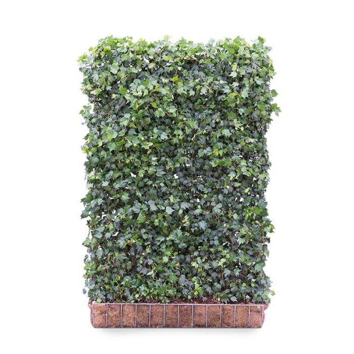 Ivy screen (Hedera helix 'Green Ripple') 180cm high 120cm wide main product photo