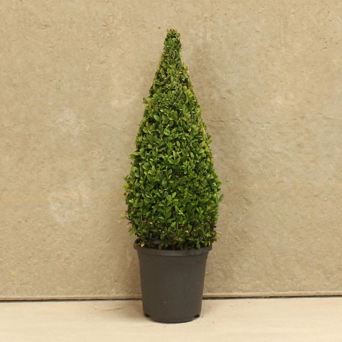 Topiary Cone 40/50cm 3L Box (Buxus sempervirens) main product photo