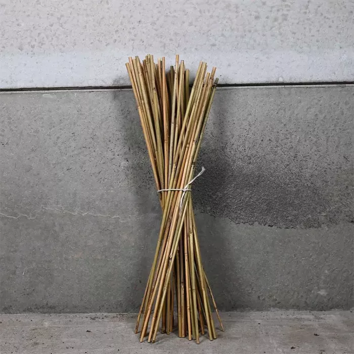 Canes (90cm) x 100 main product photo