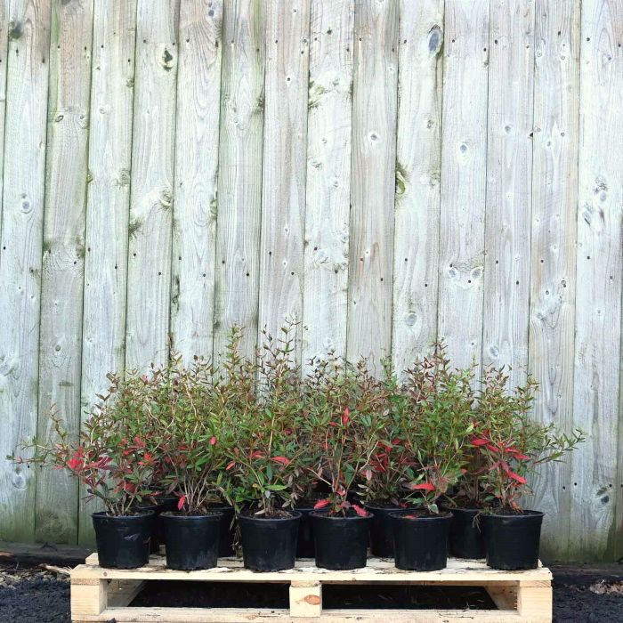 Wintergreen Barberry 20/30cm 2L pot x 75 main product photo