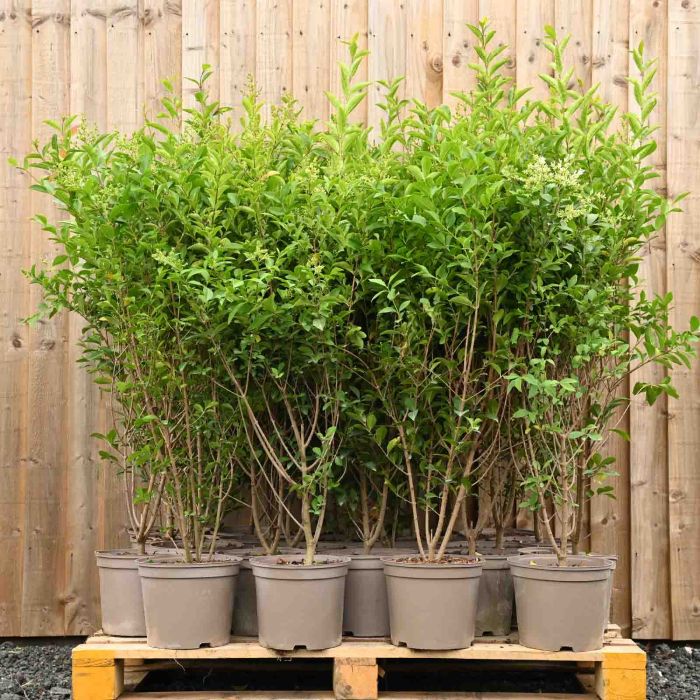 Common Privet 175/200cm 15L pot x 10 main product photo