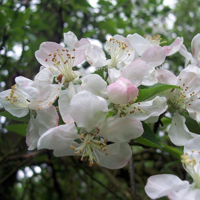 Crab Apple 40/60cm 2L pot x 75 main product photo