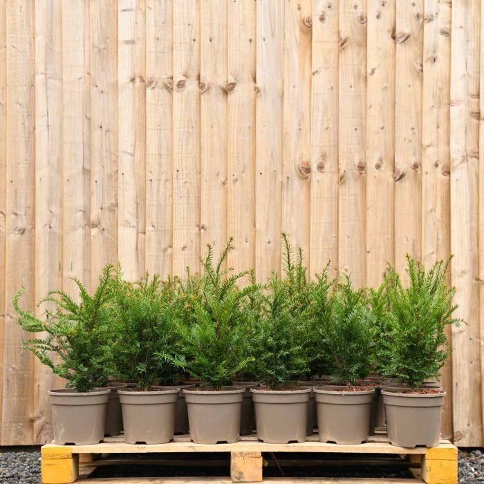 English Yew 20/40cm 2L pot x 60 main product photo