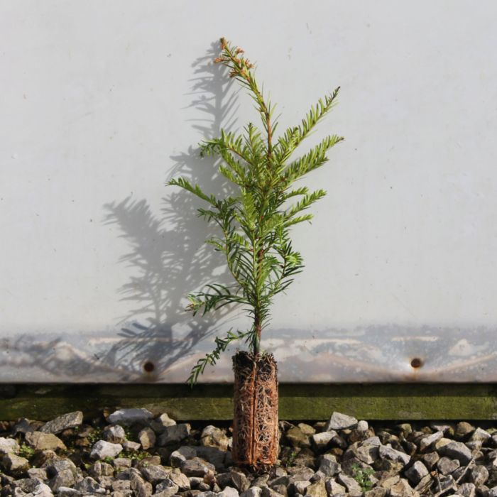 English Yew Cell grown 15/30cm x 100 main product photo