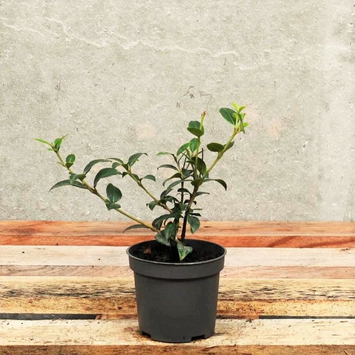 Osmanthus burkwoodii 10/20cm 9cm pot x 100 main product photo