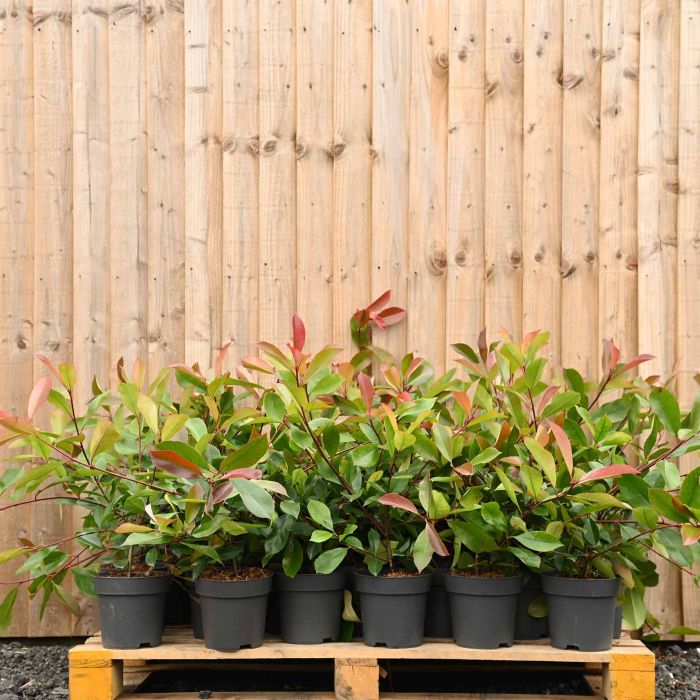 Photinia 'Red Robin' 60/90cm 3L pot x 40 main product photo