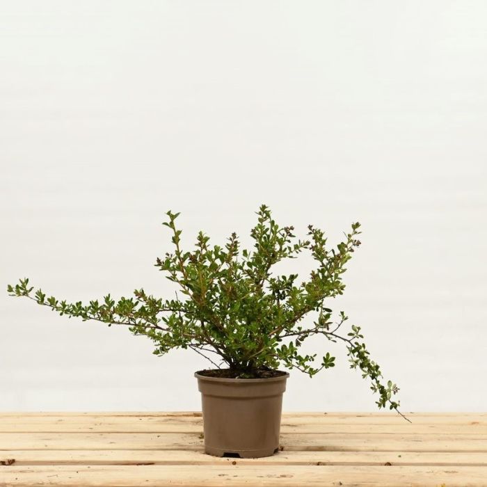 Pink Escallonia 20/30cm 2L pot x 75 main product photo