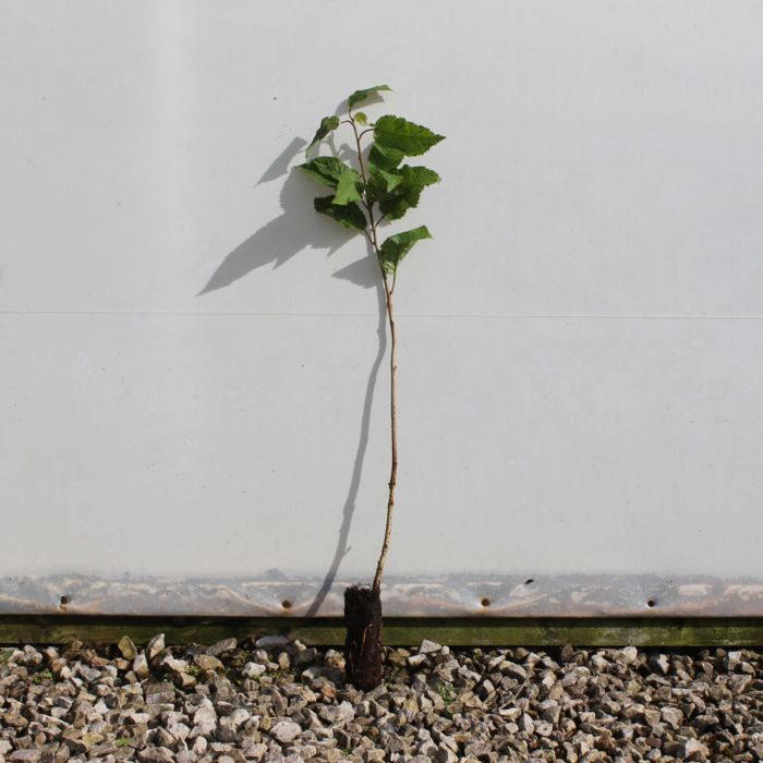 Wild Cherry Cell grown 30/50cm x 250 main product photo