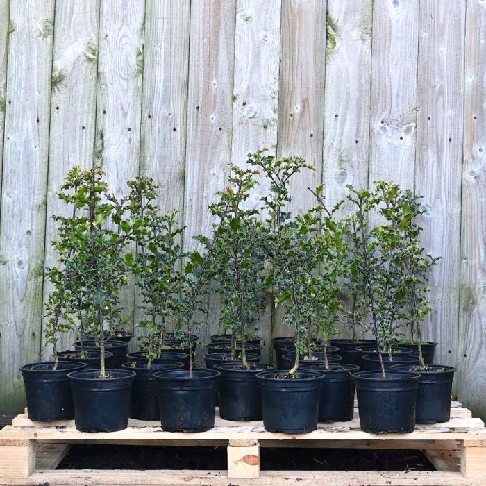 English Holly 40/60cm 2L pot x 75 main product photo