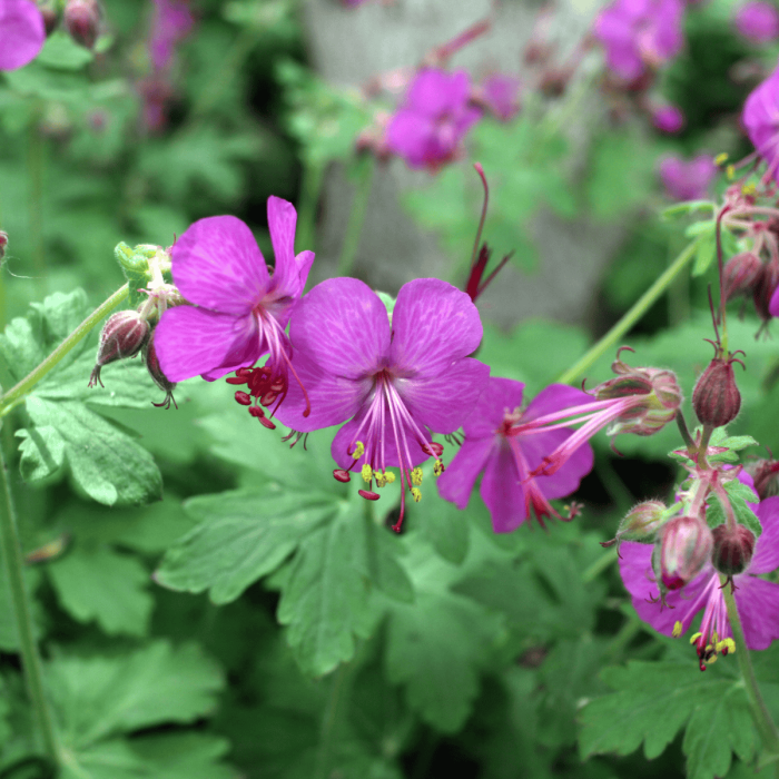 Geranium macrorrhizum 2L Pot main product photo