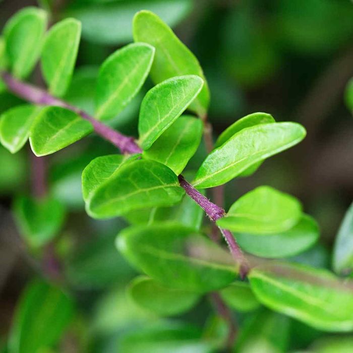Lonicera nitida 53L 50/70cm 1 Metre Trough main product photo