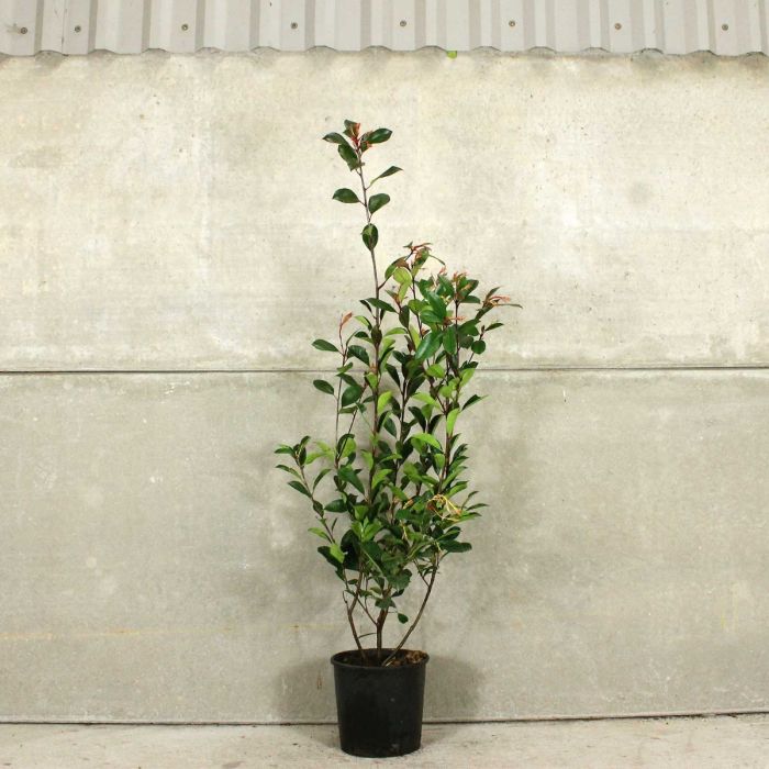 Photinia 'Red Robin' 120/150cm 7L pot main product photo