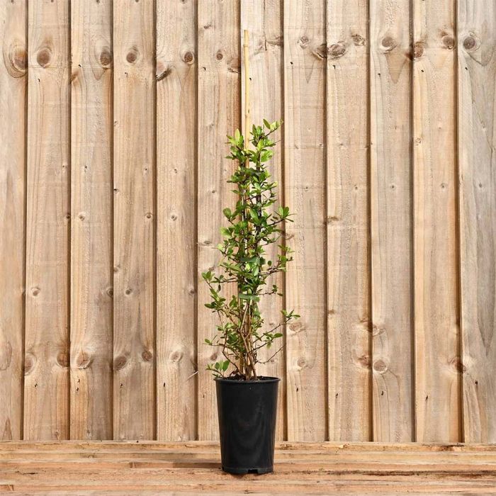 Pyracantha Red 40/60cm 2L Pot main product photo