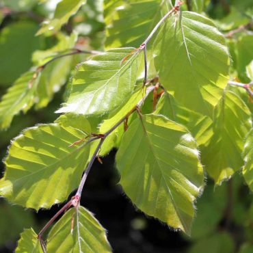Beech (Fagus Sylvatica) Leaf Close Up