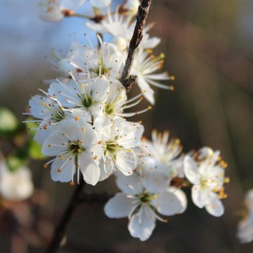 Blackthorn (Prunus Spinosa) hedging