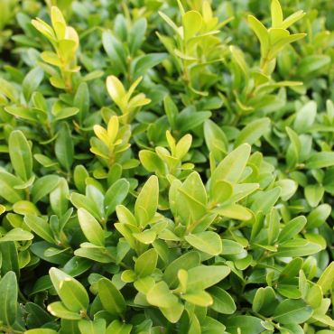 Box Hedge (Buxus sempervirens) Leaf Close Up
