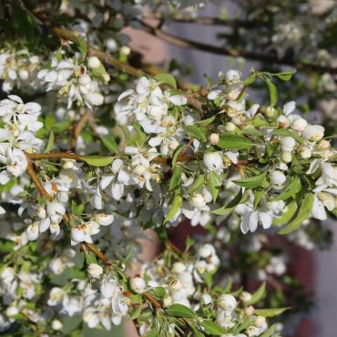 Crab Apple (Malus Sylvestris) Buds and Foliage
