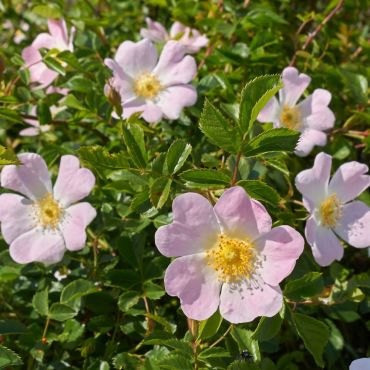 Dog Rose hedge plants