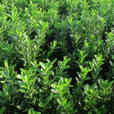 Euonymus 'Jean Hugues'  Leaves