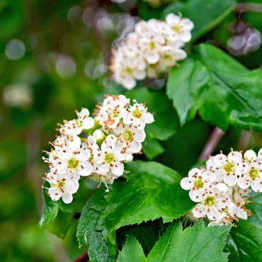 Hawthorn (Crataegus monogyna) flowers