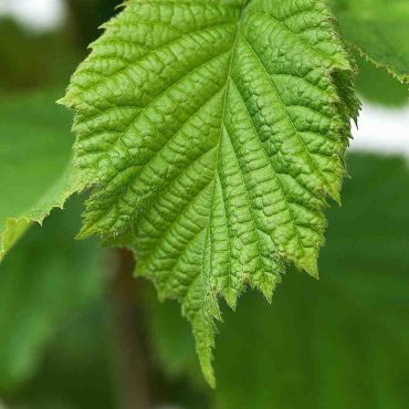 Hazel (Corylus Avellana) Leaf Close Up