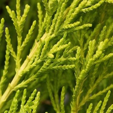 Monterey Cypress Goldcrest (Cupressus macrocarpa Goldcrest)  Foliage