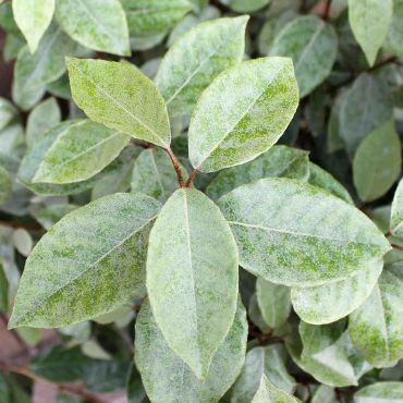 Oleaster (Elaeagnus x ebbingei) Leaves Close Up