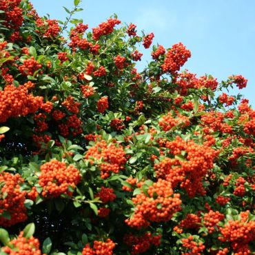 Pyracantha Orange (Pyracantha Firethorn 'Orange Glow') Stem and Berries