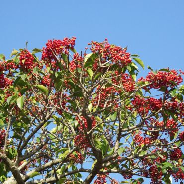 Red Pyracantha (Pyracantha Firethorn 'Red Column') flowers