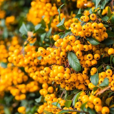 Pyracantha 'Soleil d'Or' berries