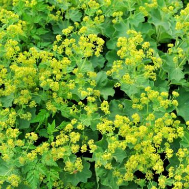 Alchemilla mollis (Lady's Mantle? Ground Cover PLant