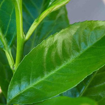 Cherry Laurel hedge plants pot grown