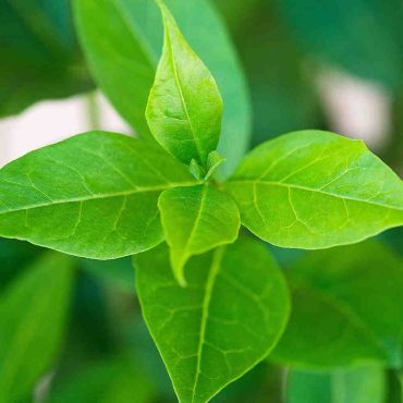 Common Privet (Ligustrum Ovalifolium) Leaf close up