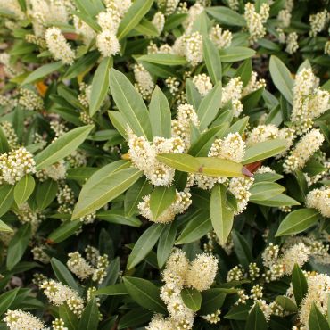 Compact Laurel (Prunus laurocerasus Otto Luyken) Close Up