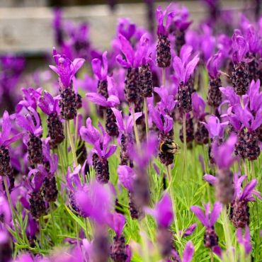 French Lavender Plants in bloom