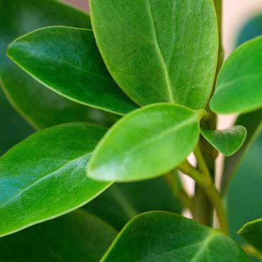 Griselinia Littoralis Leaf Close Up