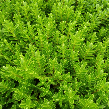 Hebe rakaiensis (veronica rakaiensis)