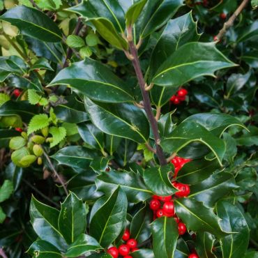 English Holly (Ilex Aquifolium) Leaves and Berries