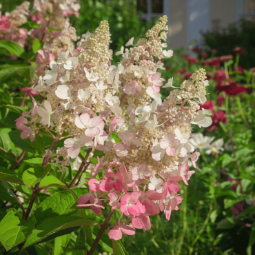 Hydrangea Pinky Winky Early Summer