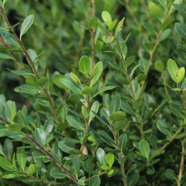 Ilex Crenata (Japanese Holly) Leaves Close Up