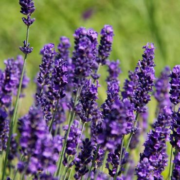 Lavender Hidcote (Lavandula Angustifolia Hidcote) Full Shrub
