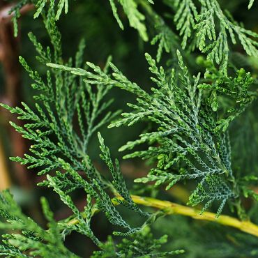 Leylandii (Cupressocyparis Leylandii) Established Leaf close up