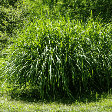Miscanthus sinensis Gracillimus (eulalia Gracillimus or Chinese Silver Grass)