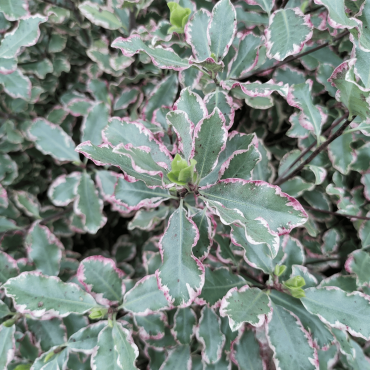 Pittosporum tenuifolium 'Elizabeth' (Tawhiwhi Elizabeth)