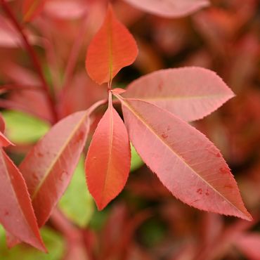 Photinia x Fraseri Red Robin Hedge